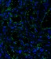CD34 Antibody (C-term)